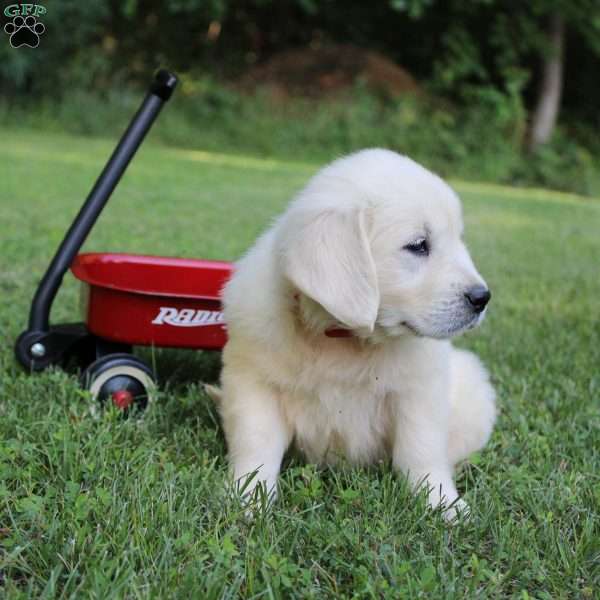 Lottie, English Cream Golden Retriever Puppy